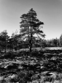 Trees on field against clear sky