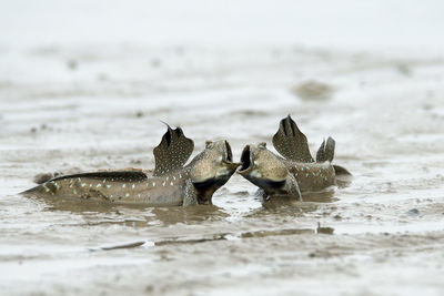 Two mudskippers in water