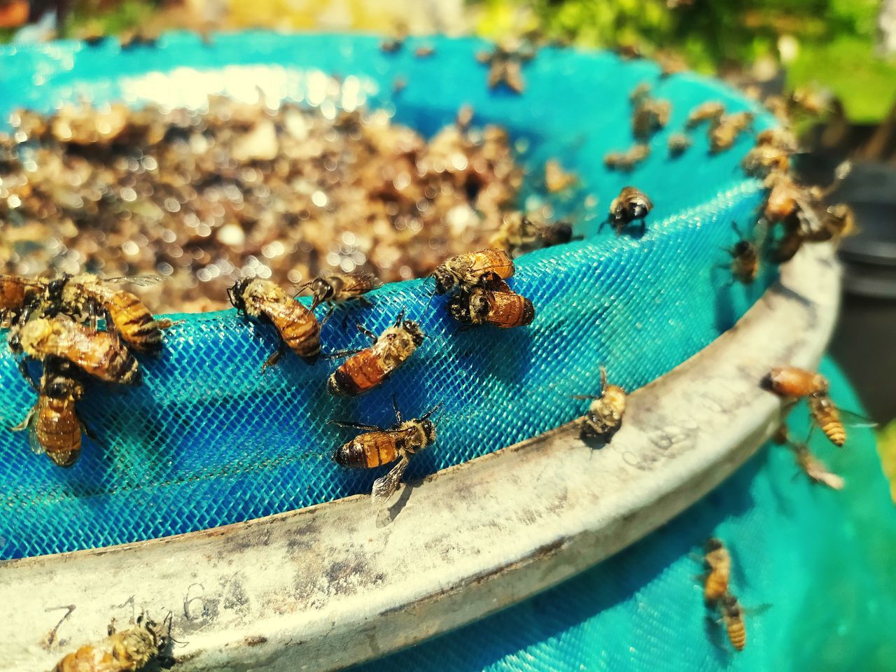 HIGH ANGLE VIEW OF LADYBUG ON BLUE WATER