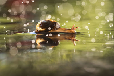 Close-up of snail in lake