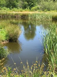 Scenic view of lake in forest