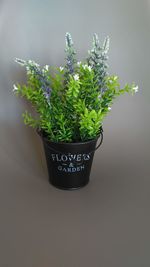 Close-up of potted plant against wall