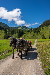 View of horse cart on road against sky