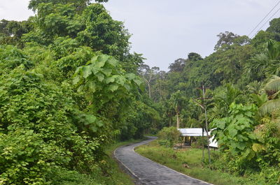 Road passing through a forest