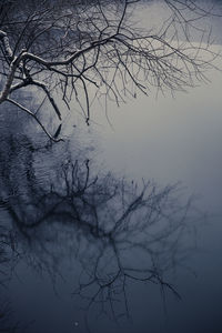 Bare tree against sky