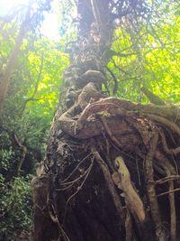 Low angle view of tree in forest