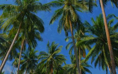 Low angle view of palm trees against blue sky