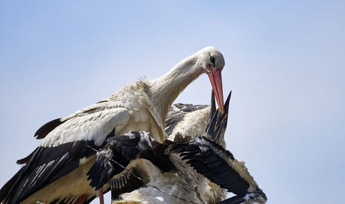 White stork , ciconia ciconia, feeding its greedy young