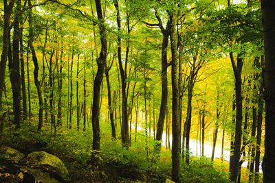 Trees in forest during autumn