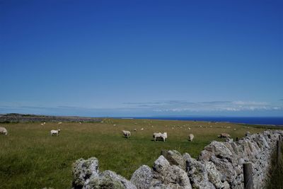 Flock of sheep on a field