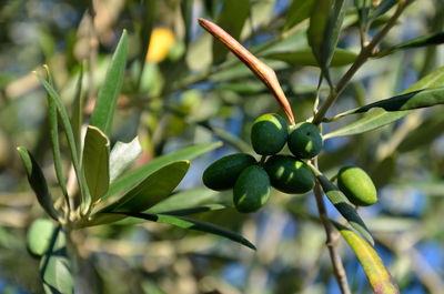 Close-up of fruit growing on tree