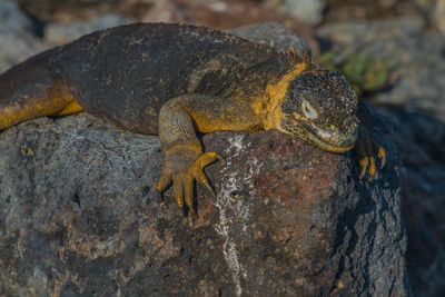 Close-up of lizard