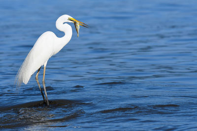 Close-up of heron on lake