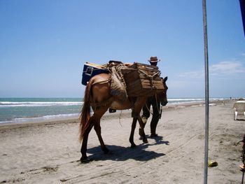 Horse cart on beach