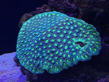 Close-up of blue sea underwater