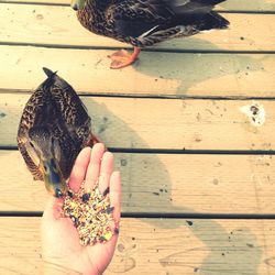 Cropped hand feeding duck on boardwalk