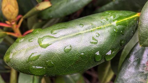 Close-up of insect on leaf