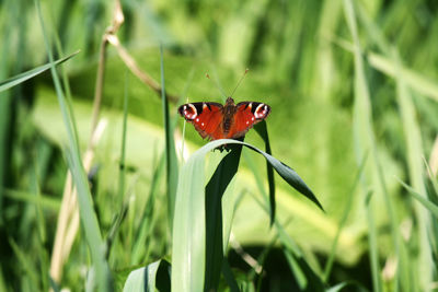 Close-up of insect on grass