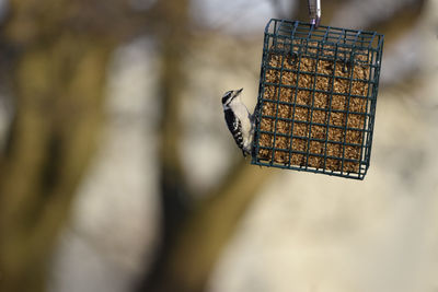 Close-up of bird feeder