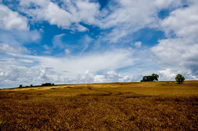 Agricultural field against sky