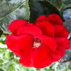 Close-up of bee on red flower