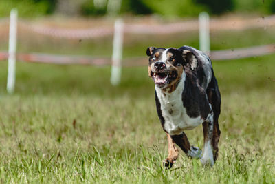 Catahoula leopard dog running fast and chasing lure across green field at dog racing competion