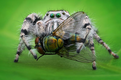 Close-up of spider and fly on leaf