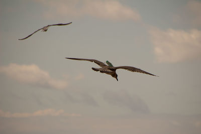 Low angle view of bird flying in sky