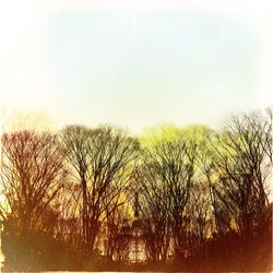 Trees on landscape at sunset