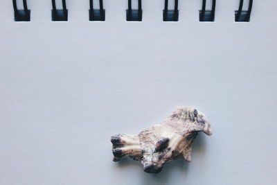 Close-up of seashell on spiral notebook