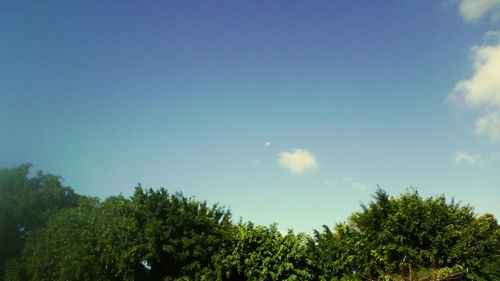 Low angle view of trees against blue sky