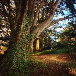 Trees in park