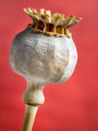 Close-up of ice cream against red background