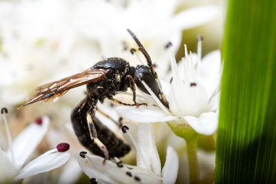 Close-up of insect on white flower