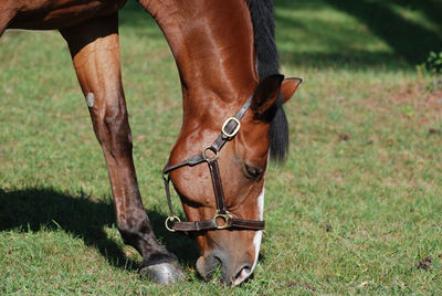 Beautiful close up of a dutch warmblood horse in a field.