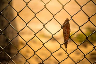 Close-up of chainlink fence