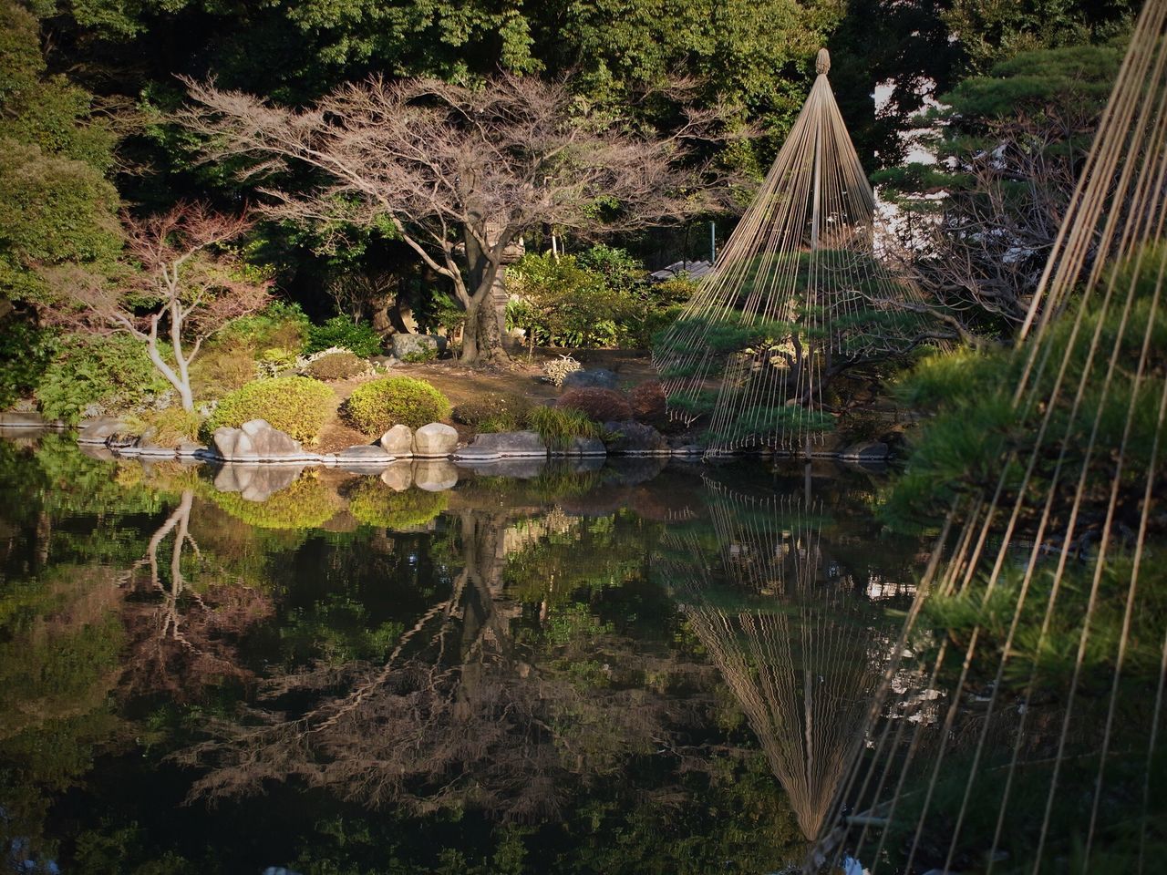 tree, reflection, water, growth, nature, no people, outdoors, day