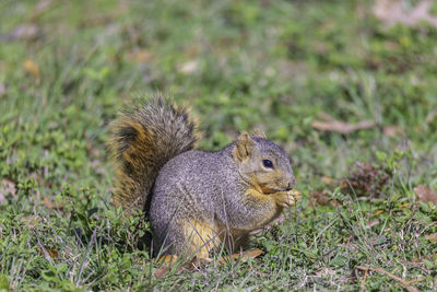 Close-up of squirrel on field