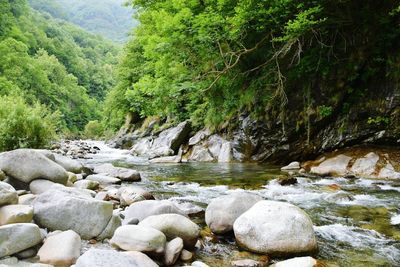 Scenic view of river amidst trees in forest