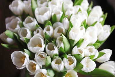 High angle view of white flowering plant