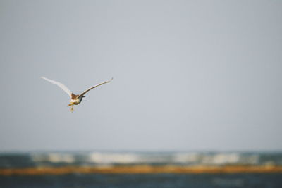 Seagull flying in the sky