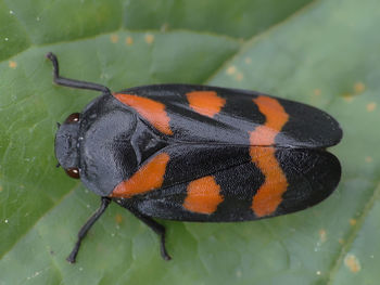 Close-up of butterfly