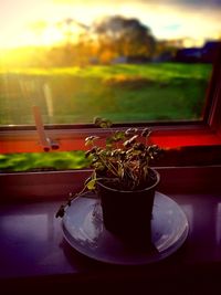 Close-up of potted plant on table