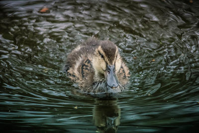 High angle view of duck swimming in lake