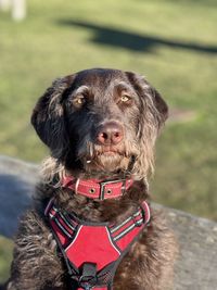 Close-up of dog