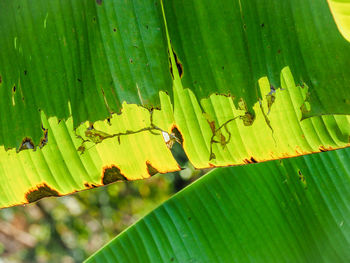 Close-up of green perching on leaf