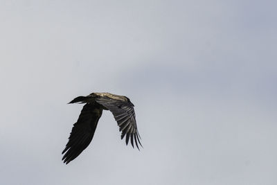 Low angle view of eagle flying in sky