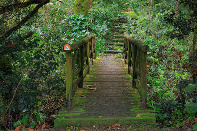 Wooden bridge in forest