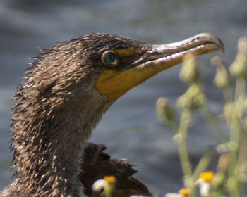 Close-up of bird