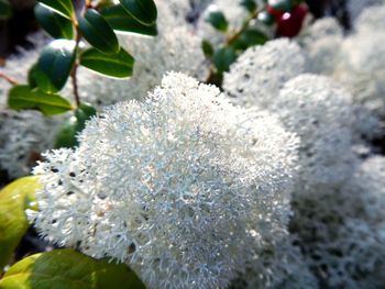 Close-up of snow on plant